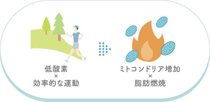 低酸素トレーニングはミトコンドリアを増加させ脂肪燃焼にもつながります